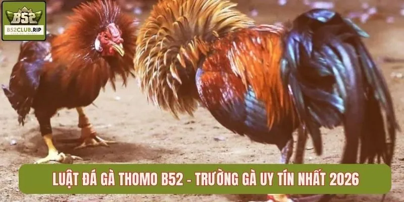 Luật Đá Gà Thomo B52club – Trường Gà Uy Tín Nhất 2026