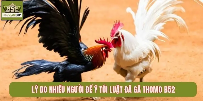 Lý do nhiều người để ý tới luật đá gà Thomo B52club